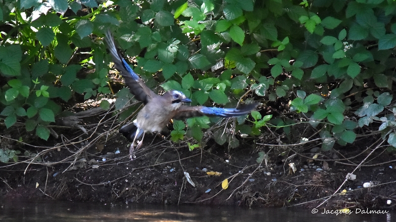 Geai des chênes juvénile (2).jpg